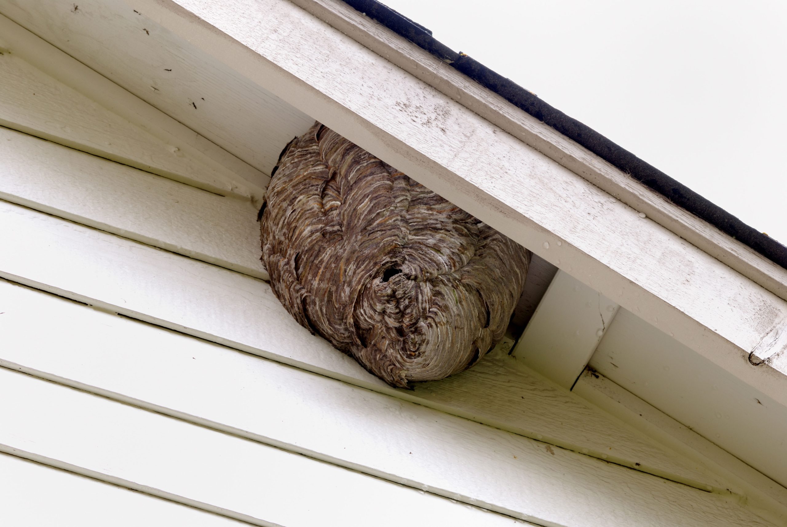 pest control in rialto ca